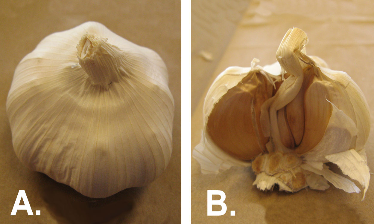 Left: Full head of softneck garlic. Right: Head of softneck garlic cut in half.