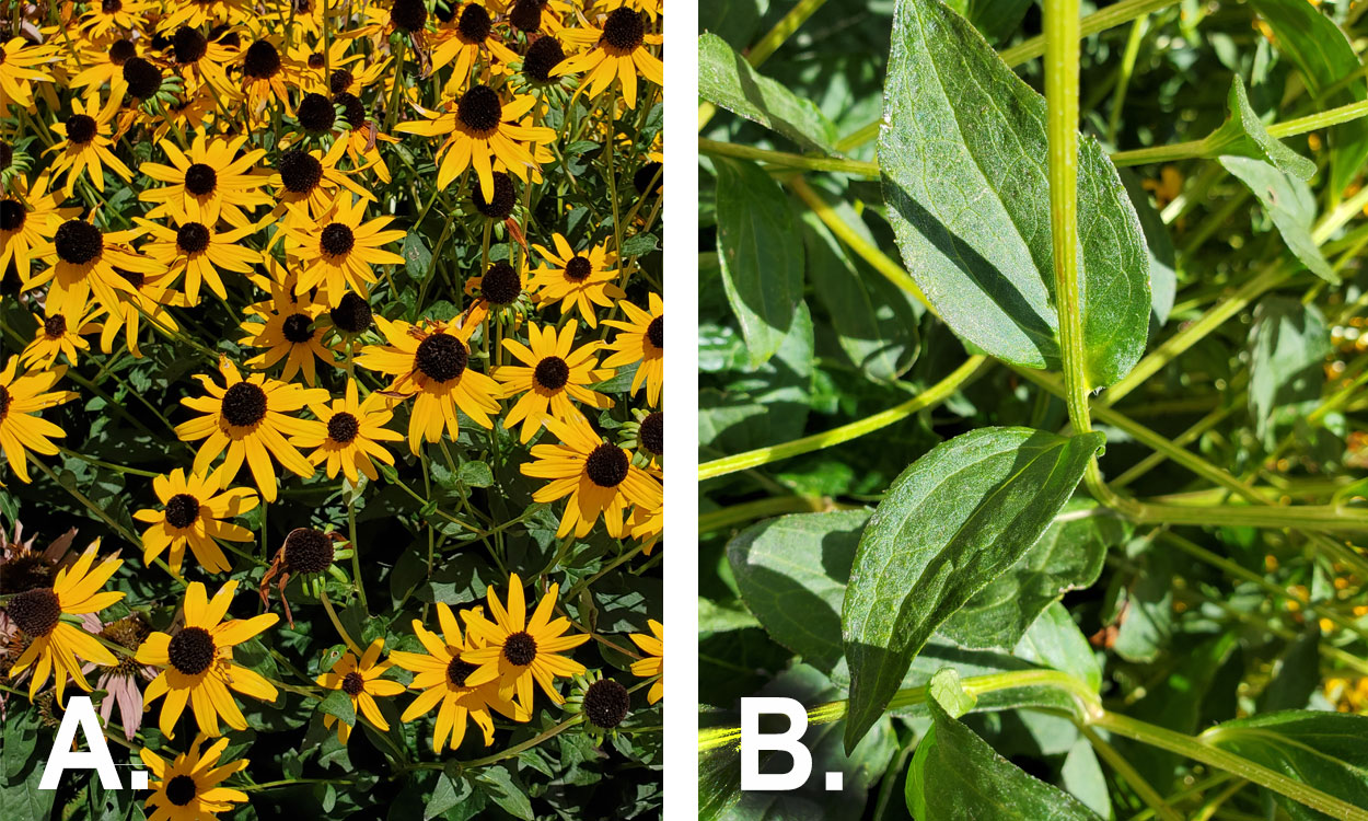 Left: Dozens of bright, yellow Rudbeckia fulgida flowers in bloom. Right: Green stem with smooth, round foliage.