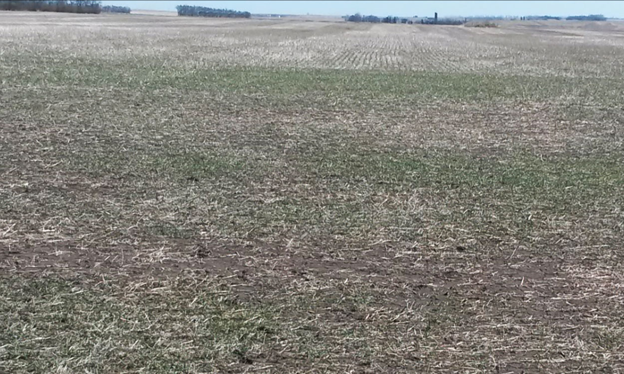 Winter wheat field in early fall with small, green wheat plants emerging.