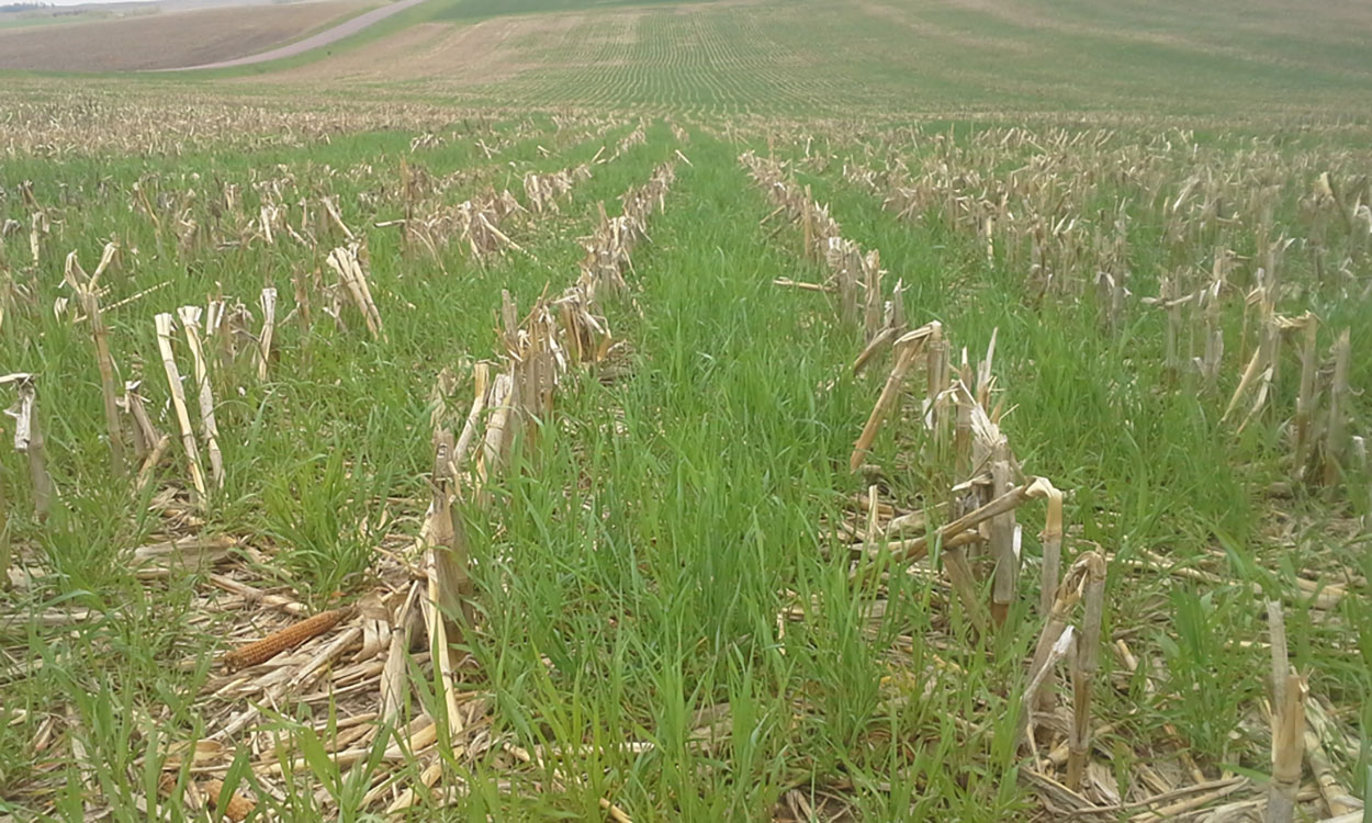 Green cereal rye crop growing throughout a harvested corn field.