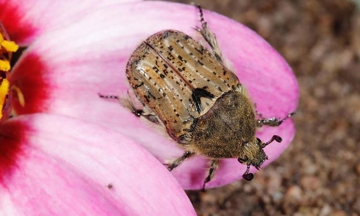 Brown beetle with hairy body and black mottled pattern on a pink flower petal.