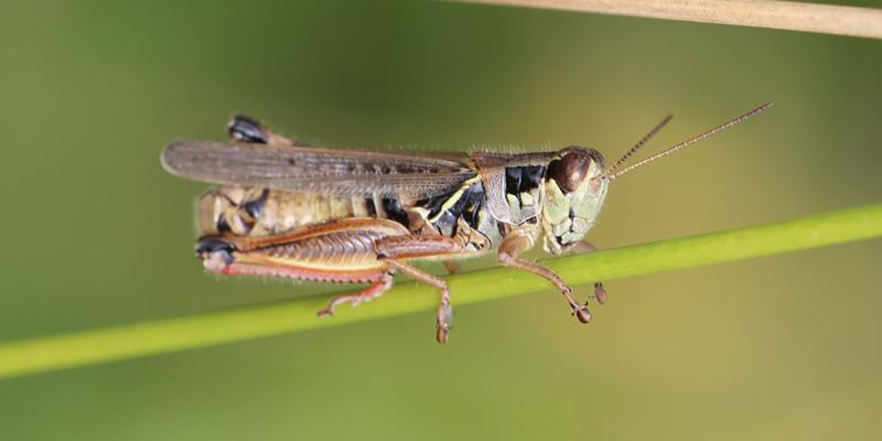Green and black grasshopper with red hind legs.