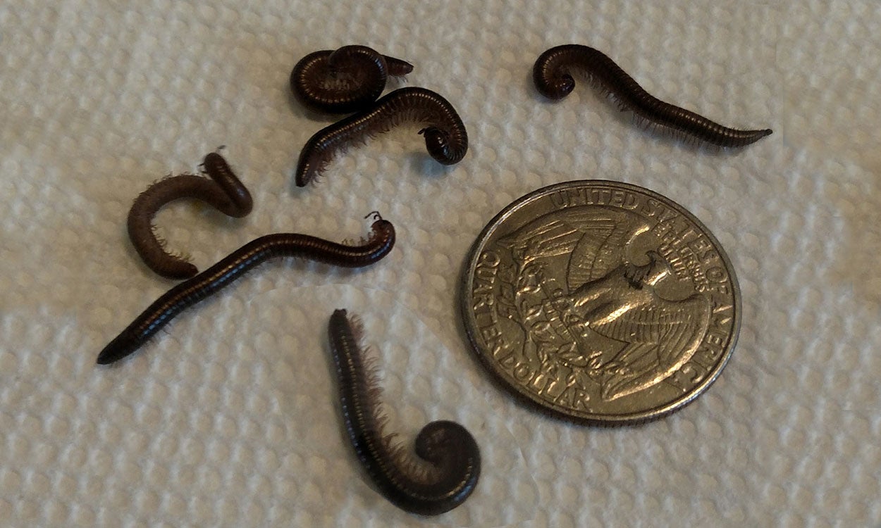 Seven millipedes, some curled up, on a white background with a quarter for scale.