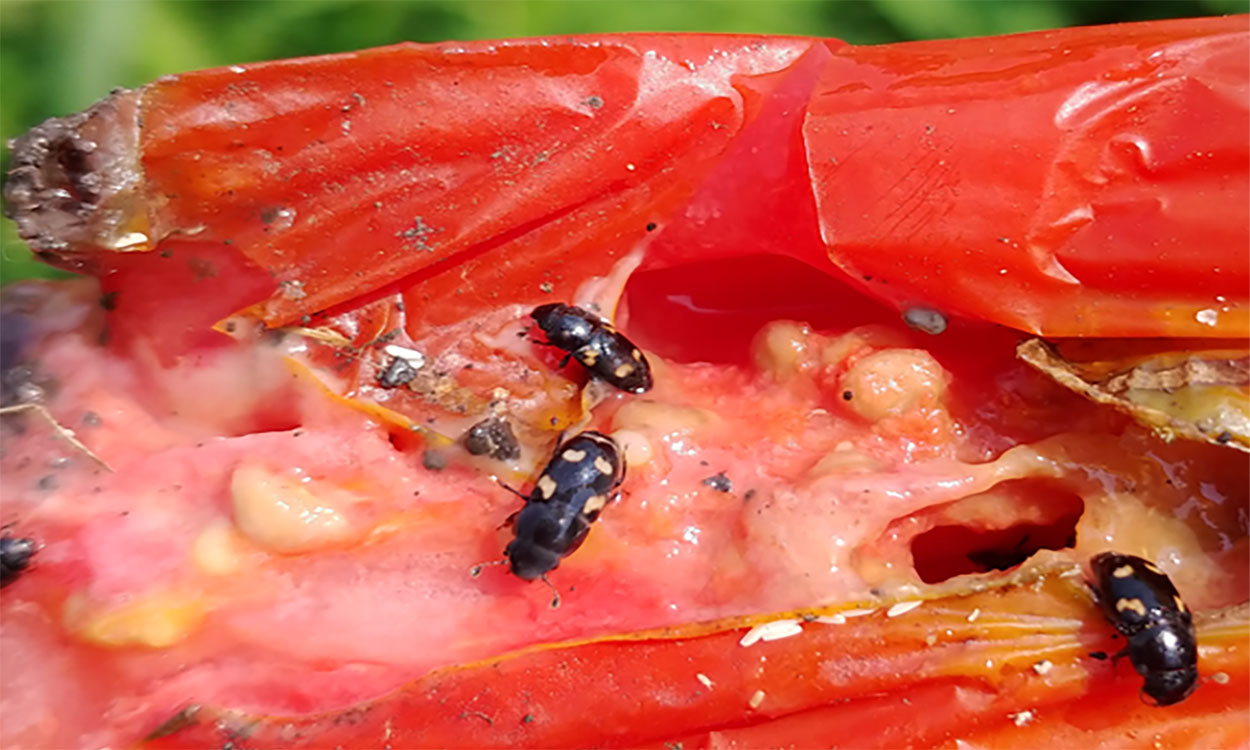 Black beetles with orange or yellow spots feeding on a ripe tomato.