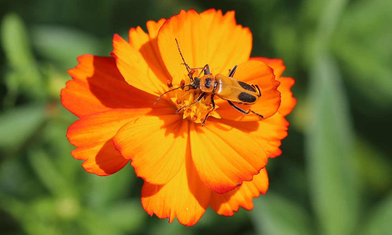 Orange beetle with black markings on an orange flower.