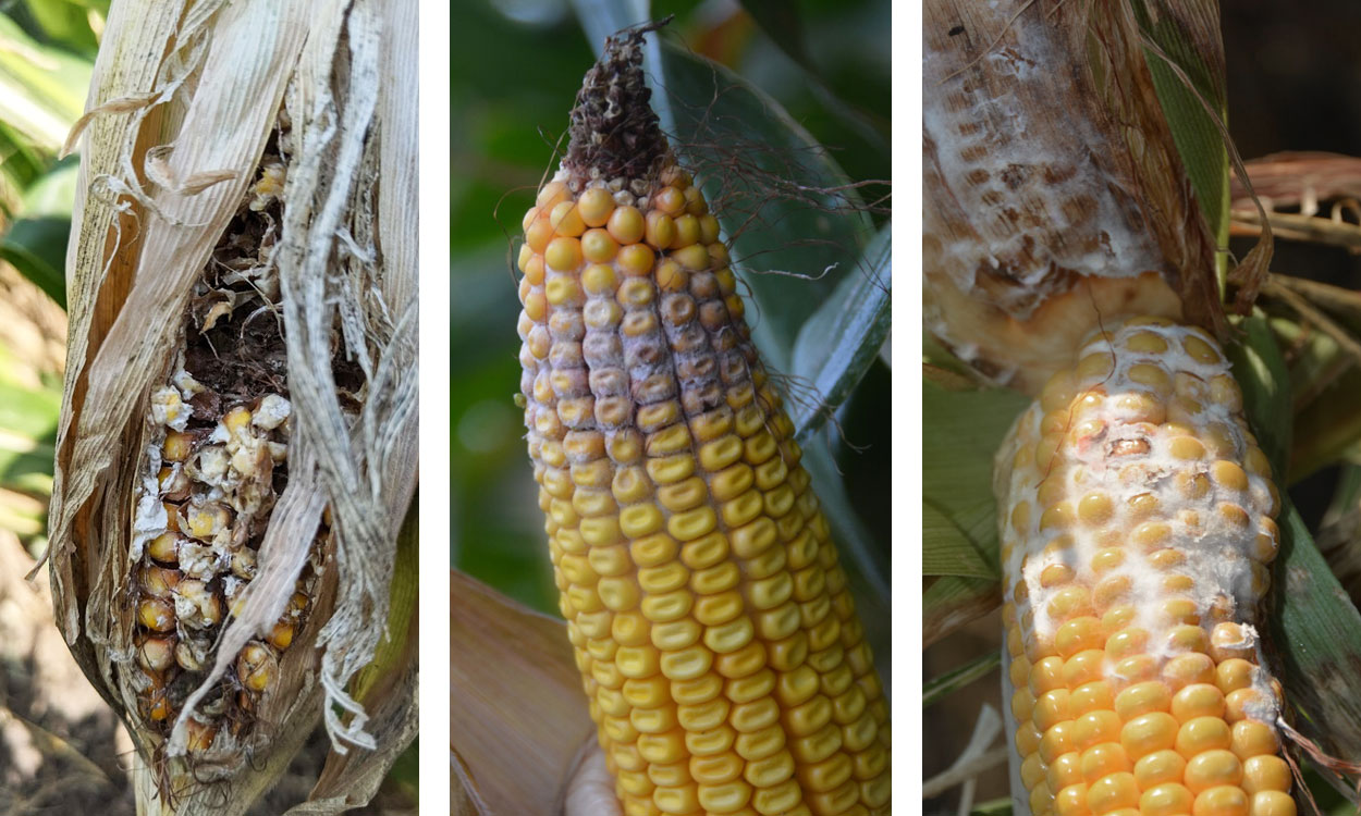 Three corn cobs with common ear rots. From left: Fusarium ear rot, Gibberella ear and Diplodia ear rot.