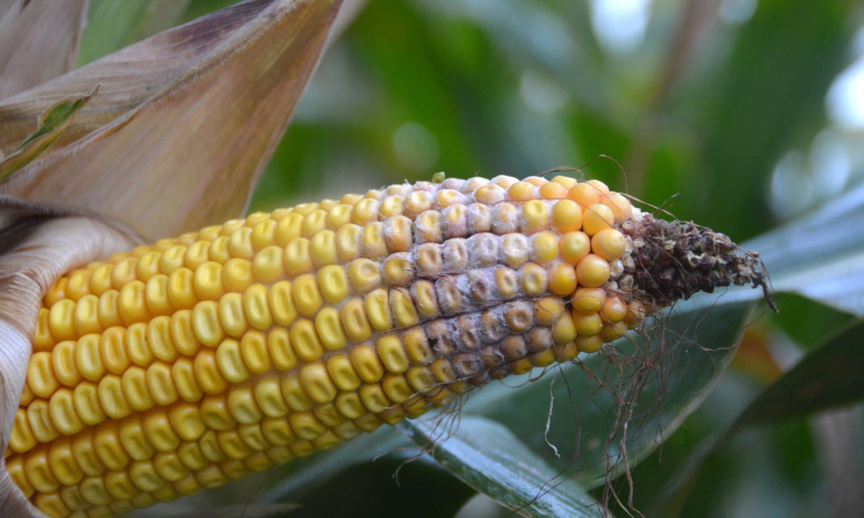 Yellow corn ear with some kernels covered by reddish mold.