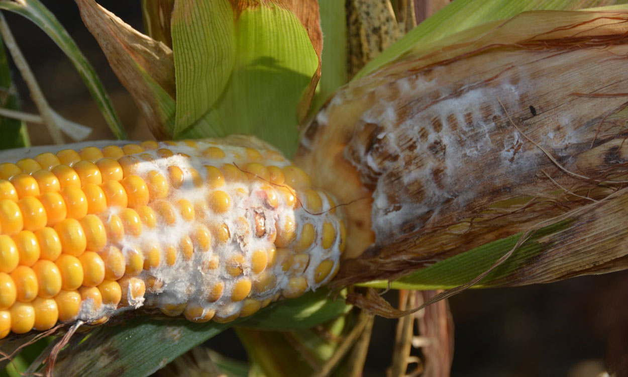 Yellow corn ear with white colored mold throughout.