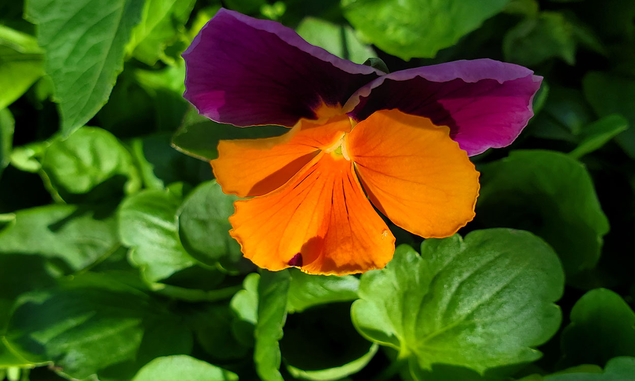 Purple and yellow pansy flowers in a container.