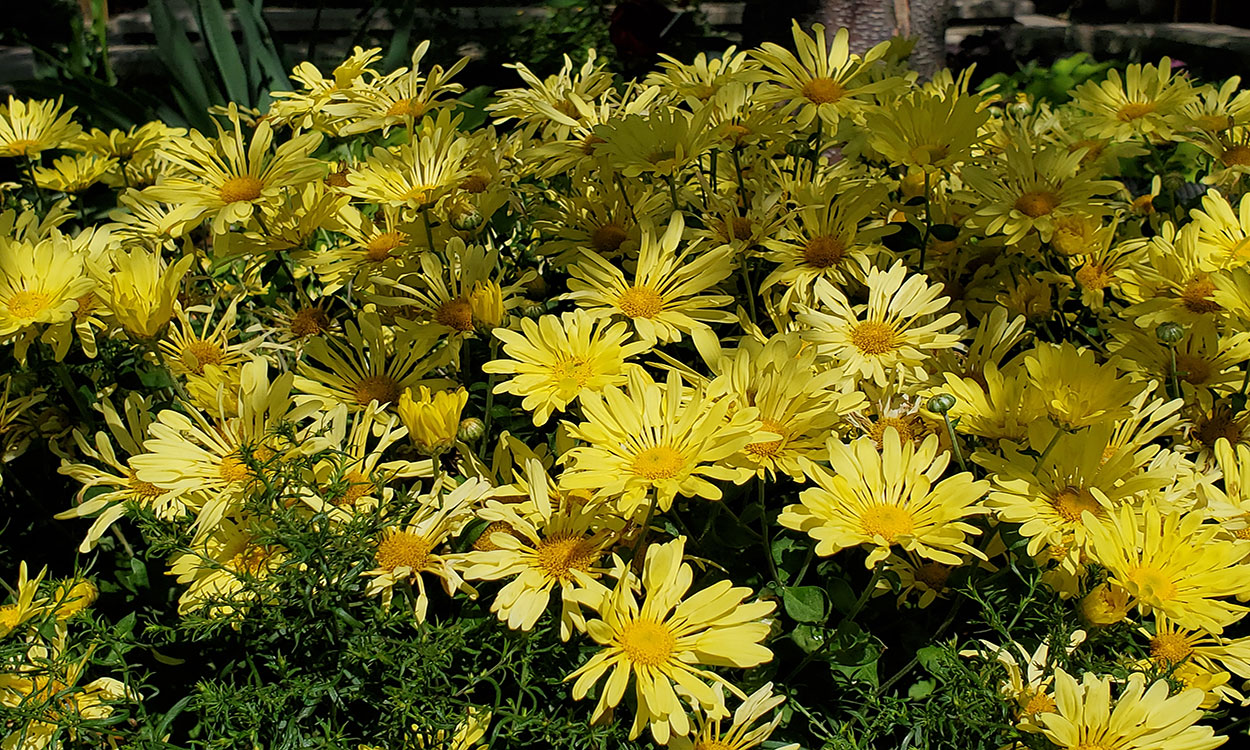 Bright yellow mum flowers growing in a container.