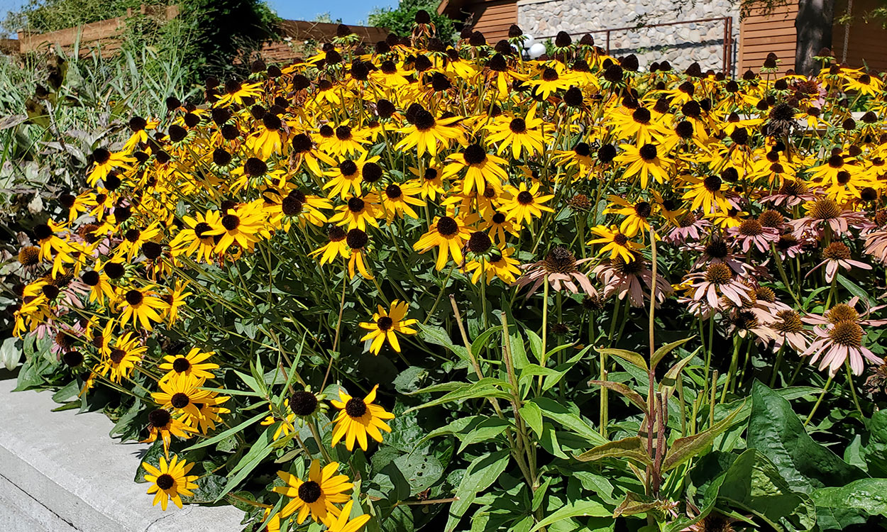 Black-Eyed Susans and Echinacea blooming in a garden.