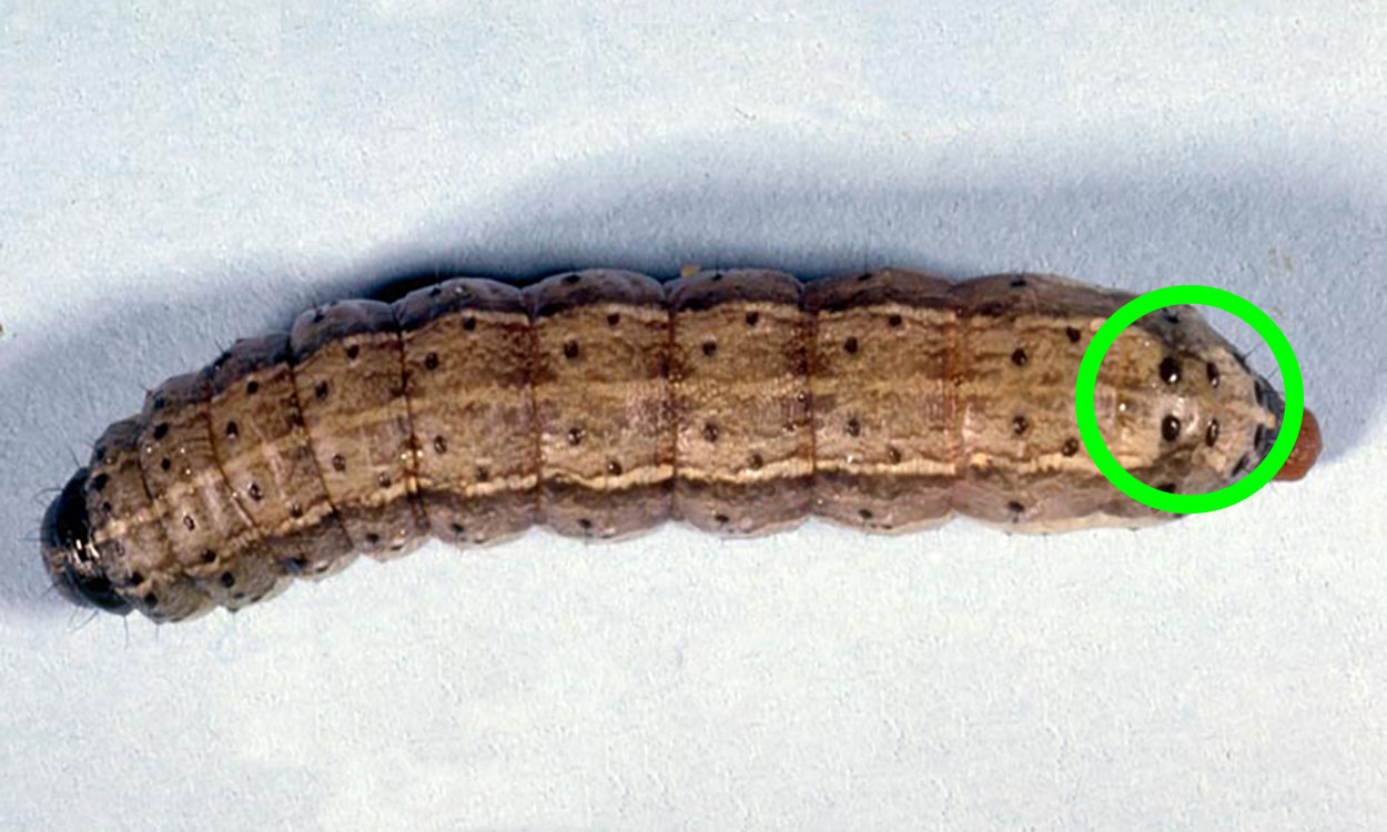 Brown caterpillar with black spots.