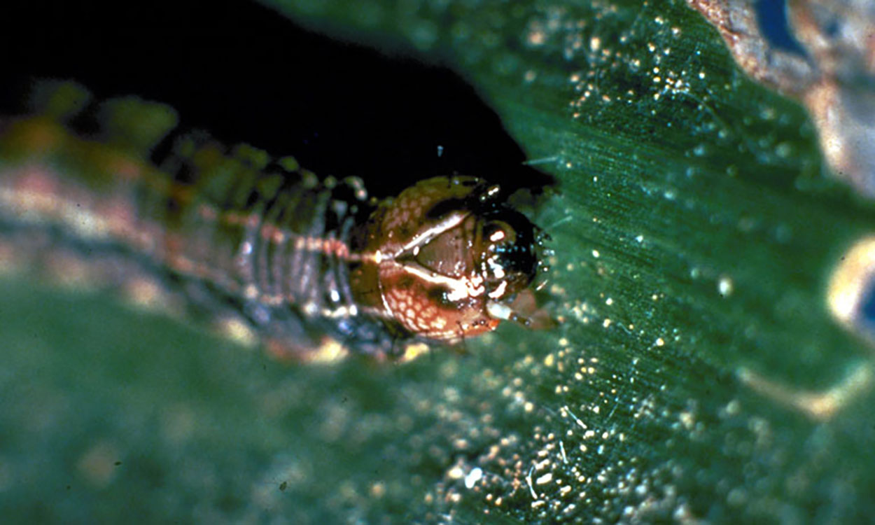 Brown caterpillar head with inverted white Y.