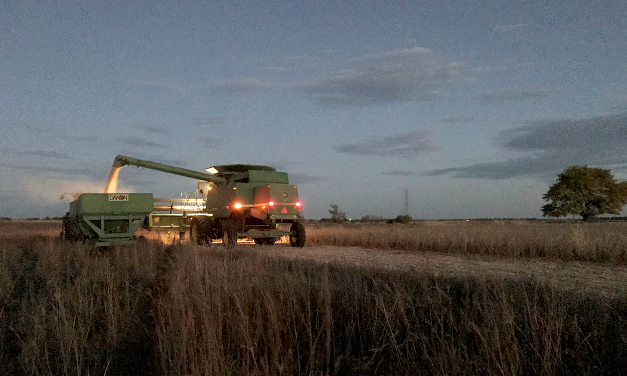 A green combine dumps soybean grain into a green wagon at dusk in South Dakota.