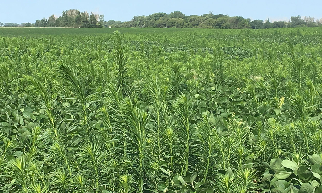 Marestail growing abundantly in a soybean field.