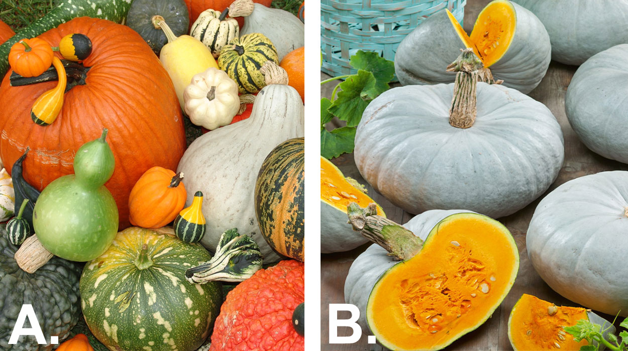 Left: Colorful variety of pumpkins, winter squashes and gourds. Right: Blue-green pumpkins on a table. One is split open revealing a lush, orange inside.