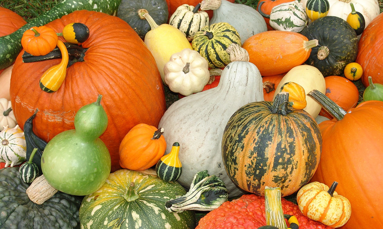 Colorful variety of pumpkins, winter squashes and gourds on display.