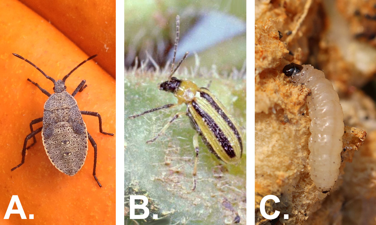 Three insect pests. From left: squash bug, striped cucumber beetle and squash vine borer.