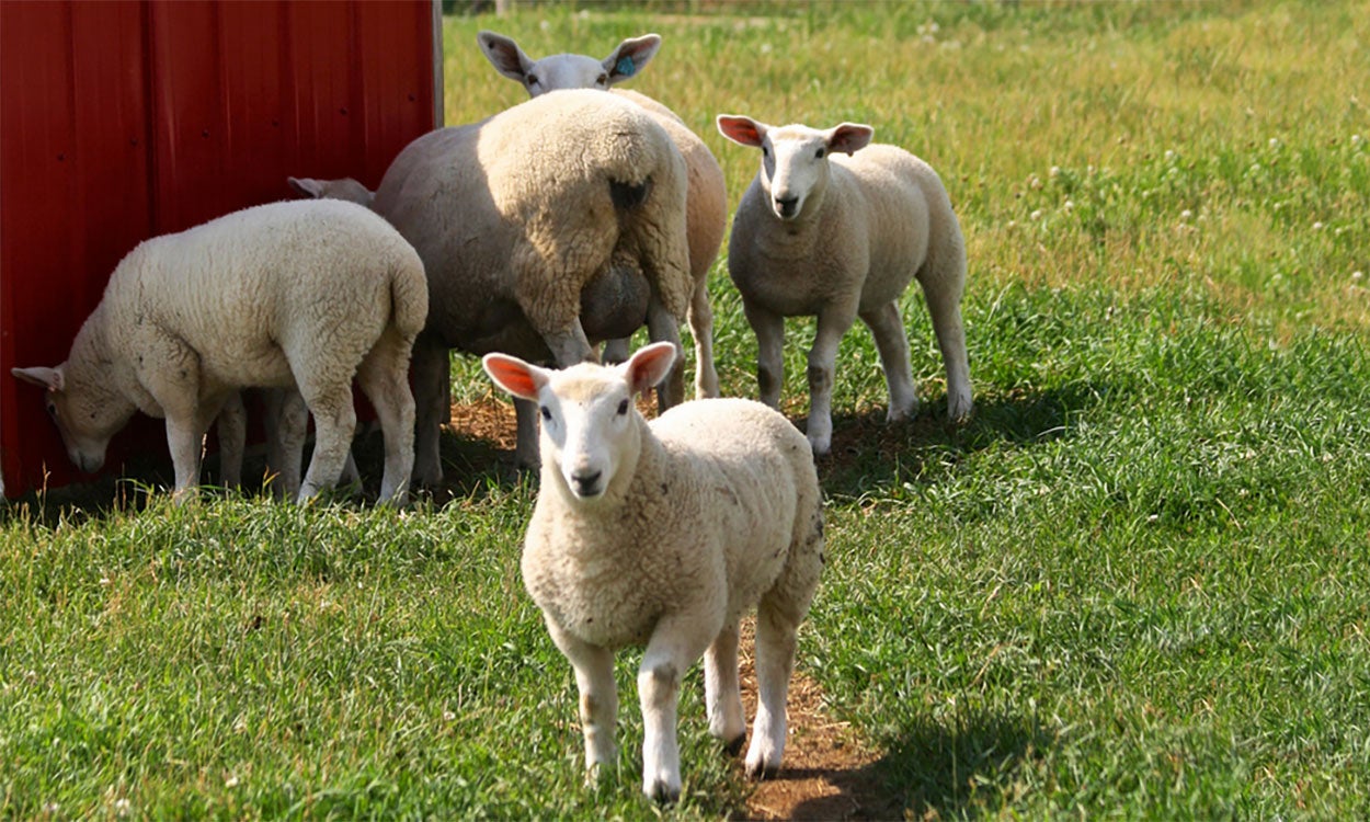 Five white sheep standing in a green pasture near a red barn.