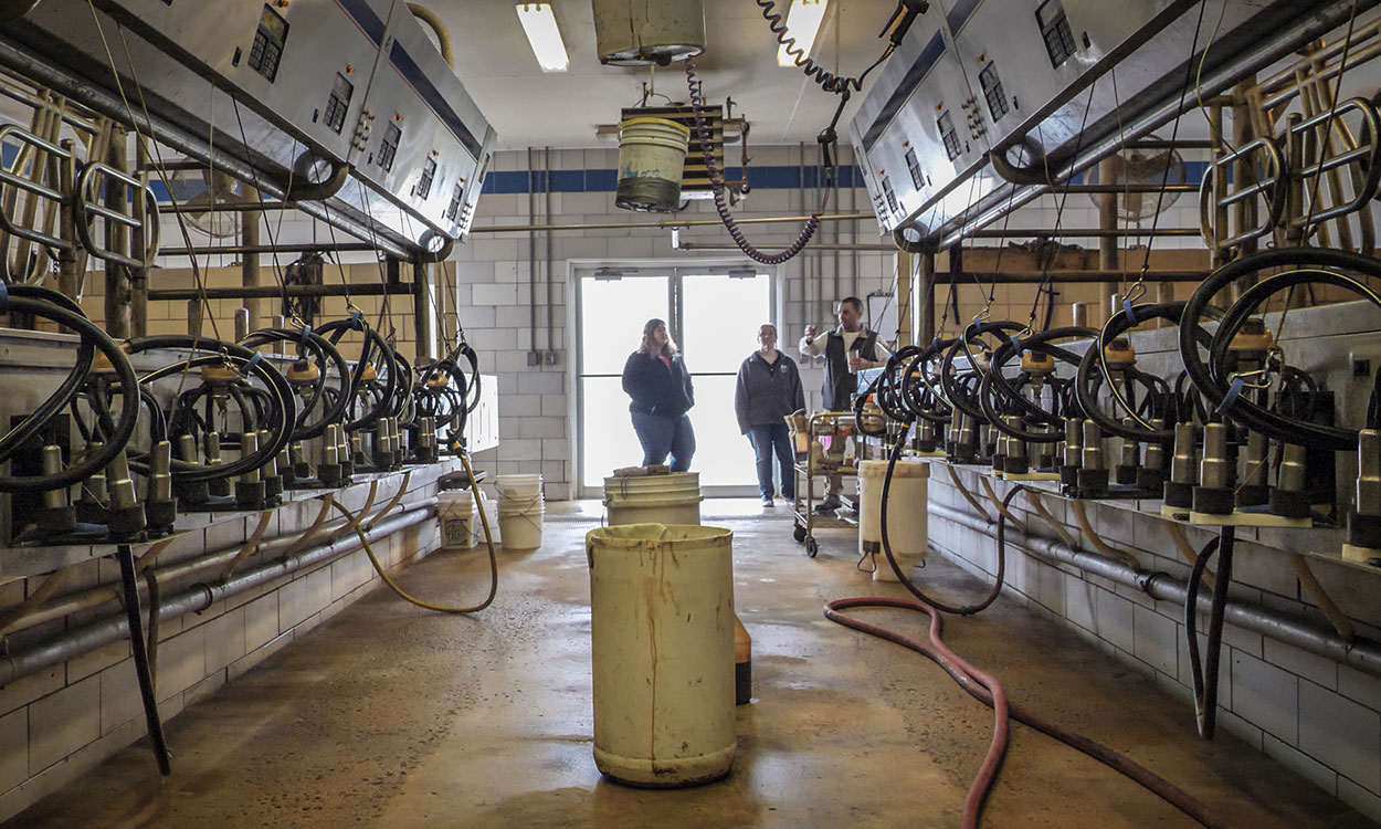 Small group of employees inspecting a milking parlor.