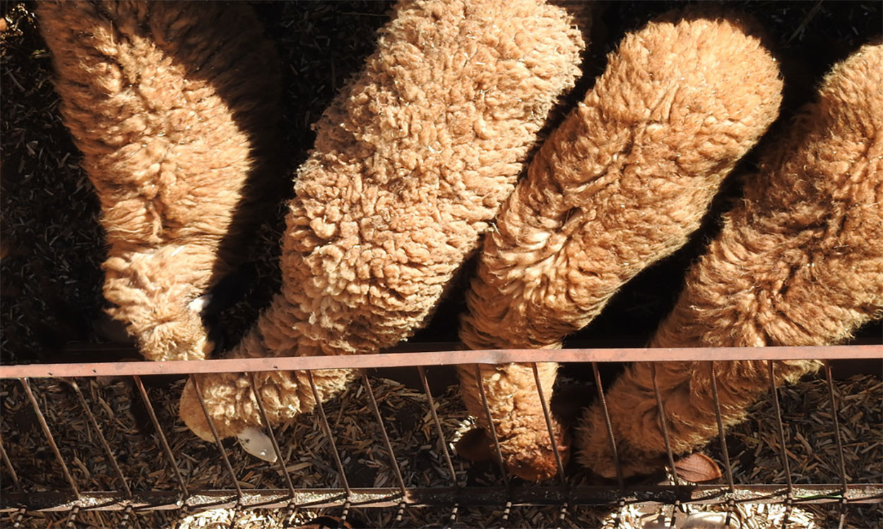 Four sheep feeding at a sheep feeder.