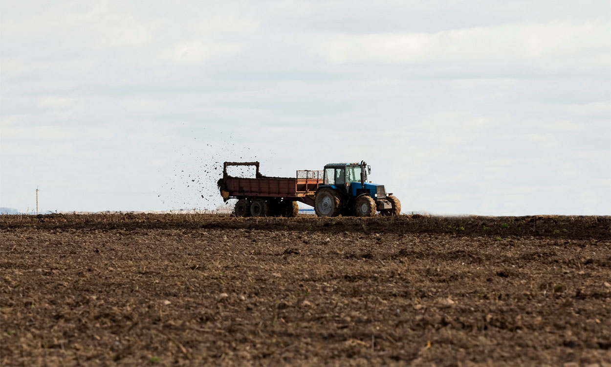 Tractor pulling manure a spreader through a harvested crop field.