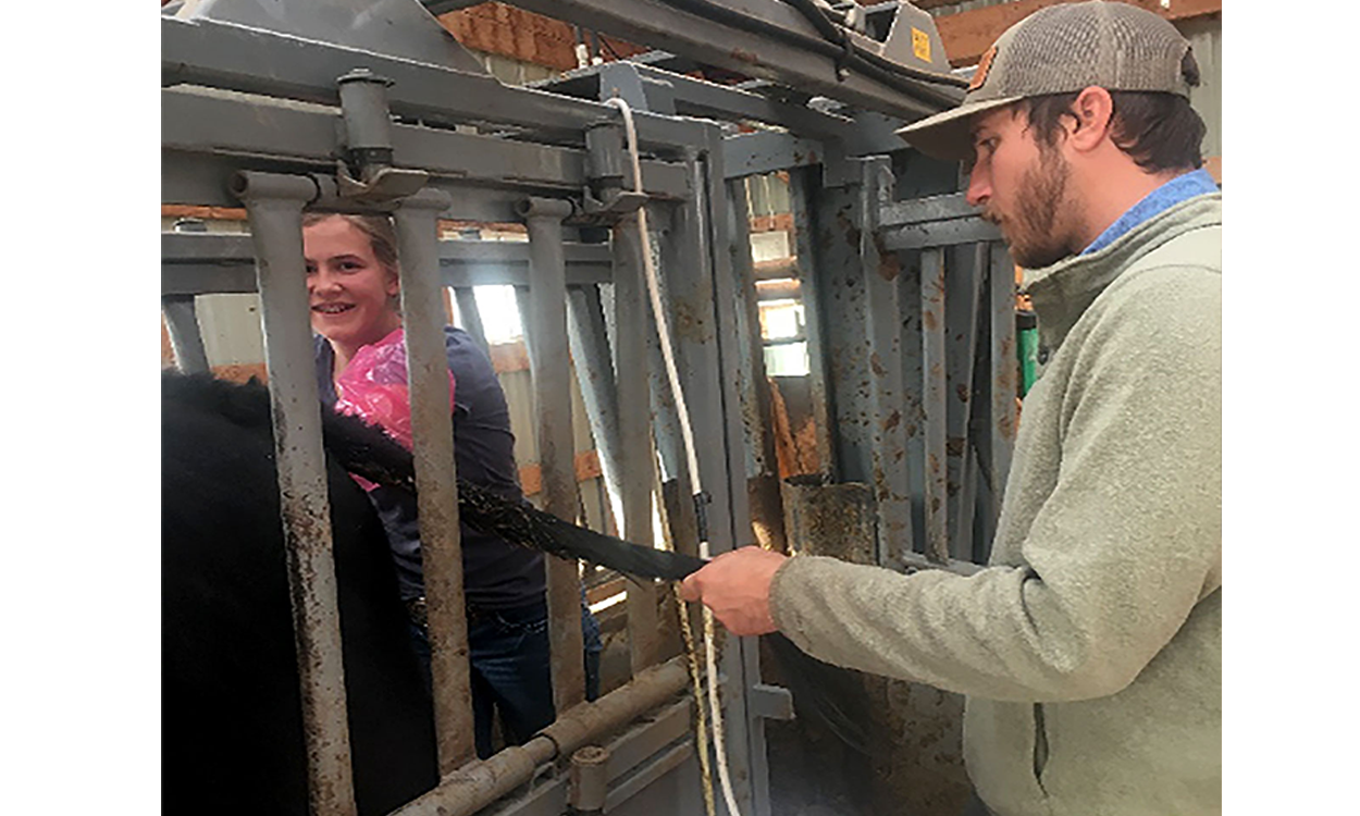 Kiernan Brandt, SDSU Extension Cow/ Calf Specialist, instructs 4-H member, Molly Harty, on finding the reproductive tract during palpitation.