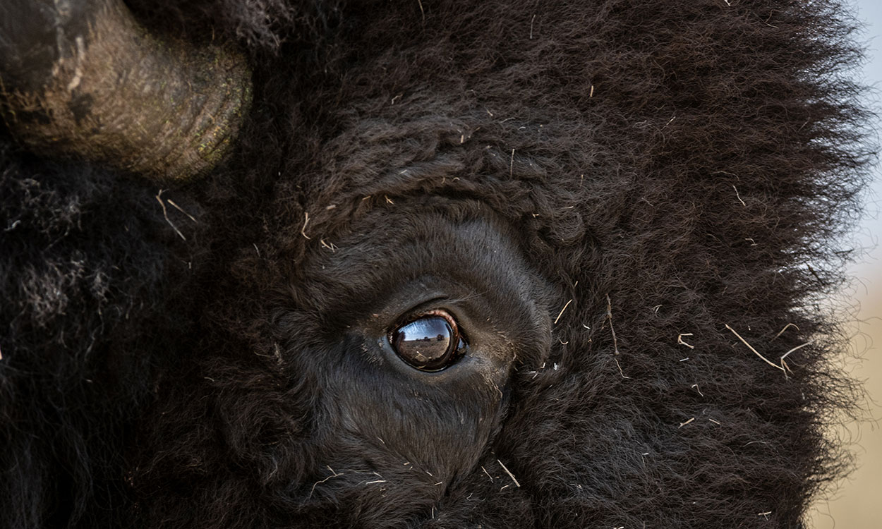 Closeup of a male bison's face, centered on its eye.