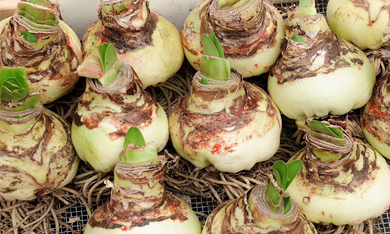 Several amaryllis bulbs with roots and green shoots beginning to emerge.