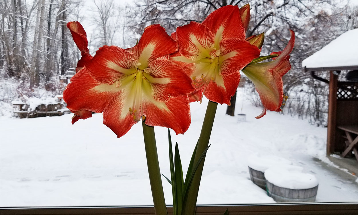 Amaryllis plant in a windowsill with several white-to-red flowers blooming.