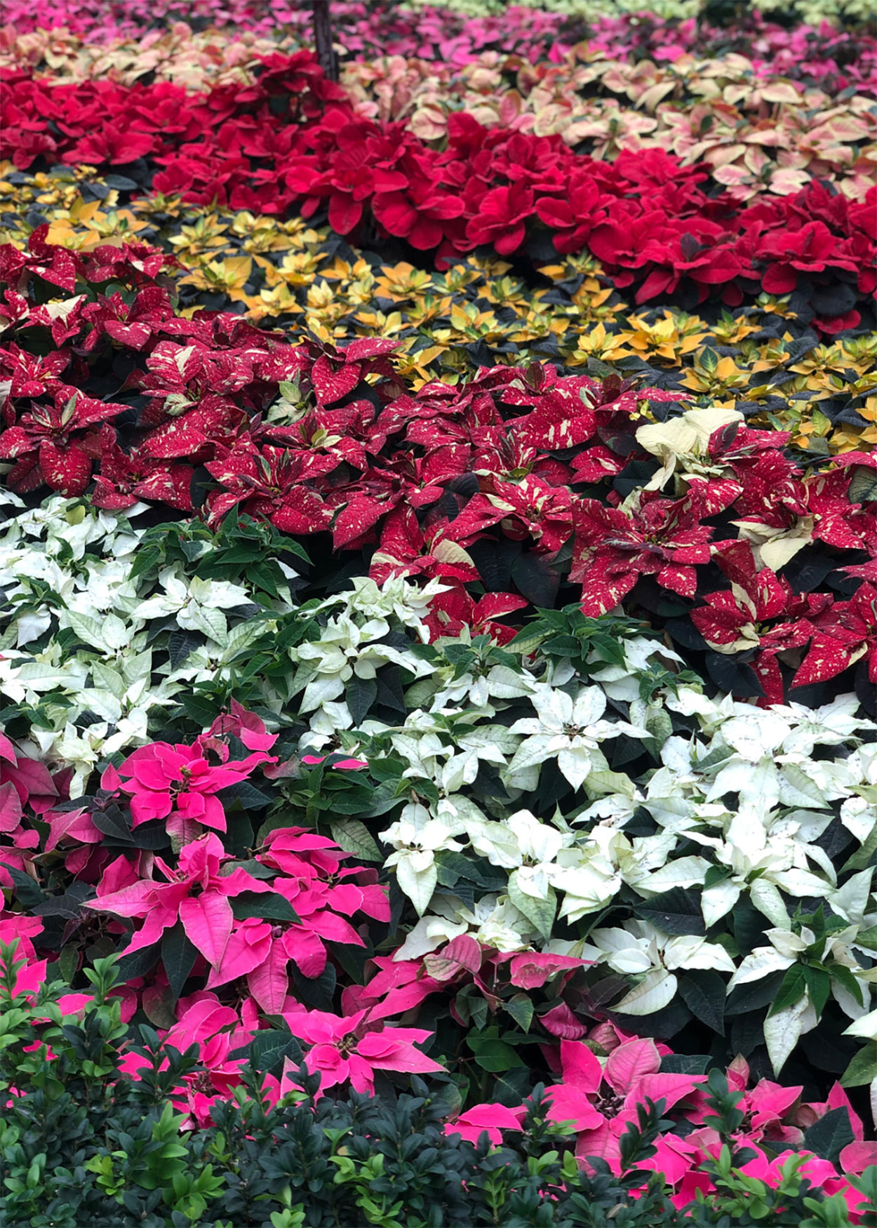 Variety of colorful poinsettia plants on display at a retail store.