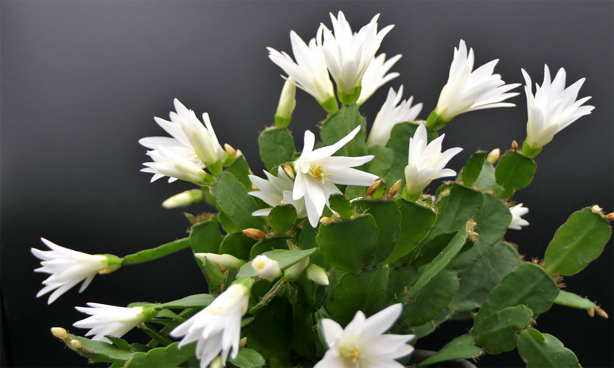 Easter cactus in bloom with white, star-shaped flowers.