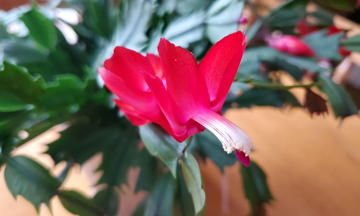 Bright pink flower blooming on a Thanksgiving cactus.