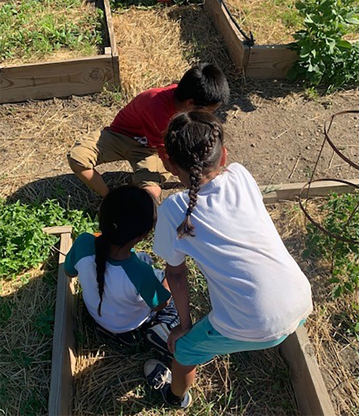 Three children working in a community garden.