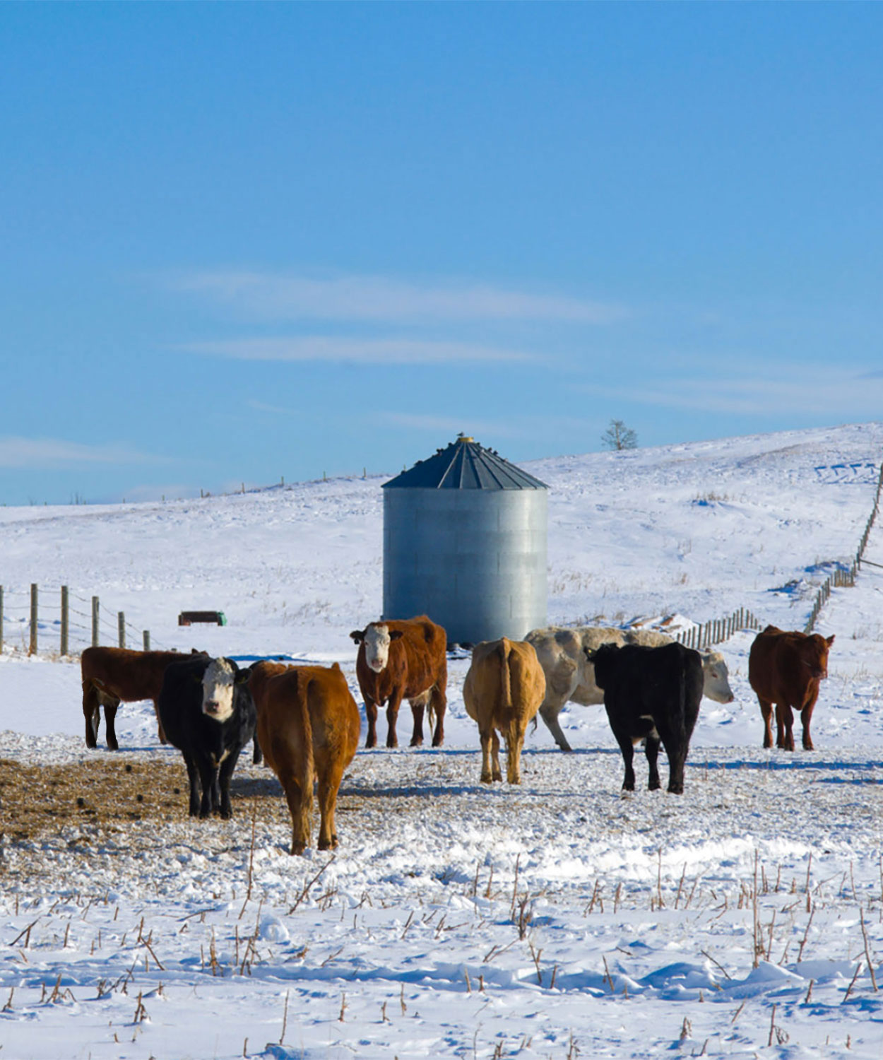 Mixed group of cattle in a winter pasture.