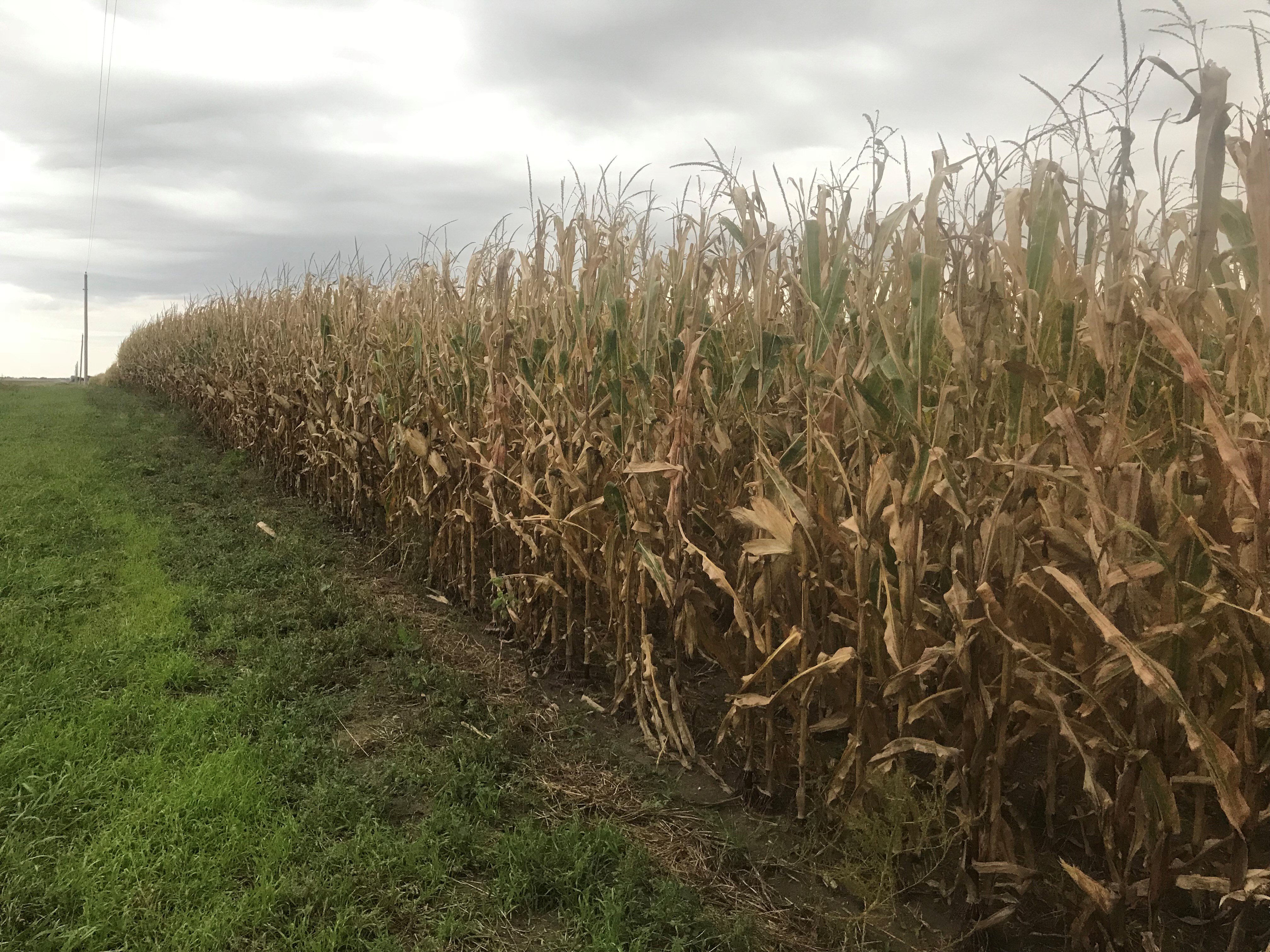 SDSU Extension’s Crop Hour 8-week webinar series will cover several areas of agronomic production, from soybeans and wheat to cover crops and climate. Photo Credit: Sara Bauder, SDSU Extension