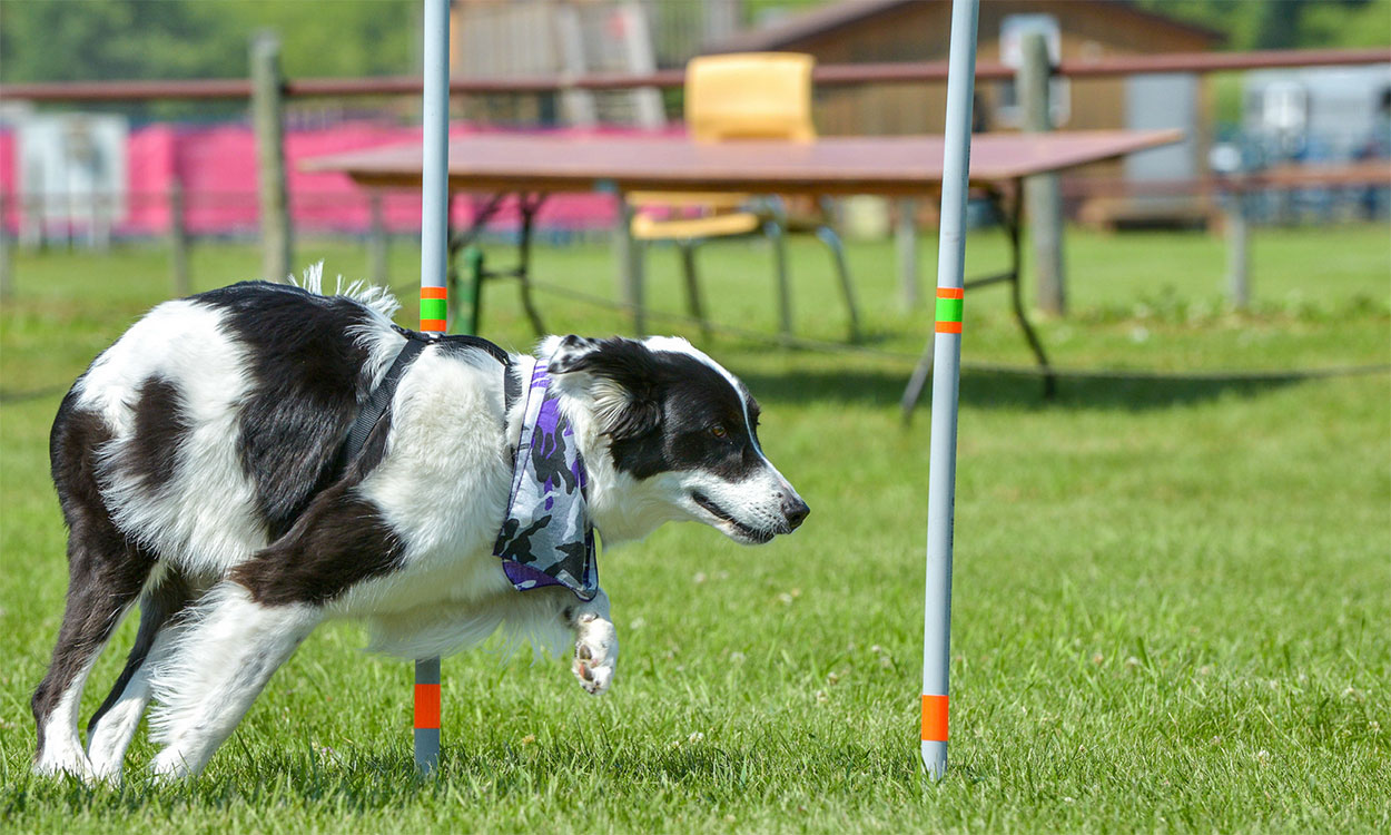 State Dog Show