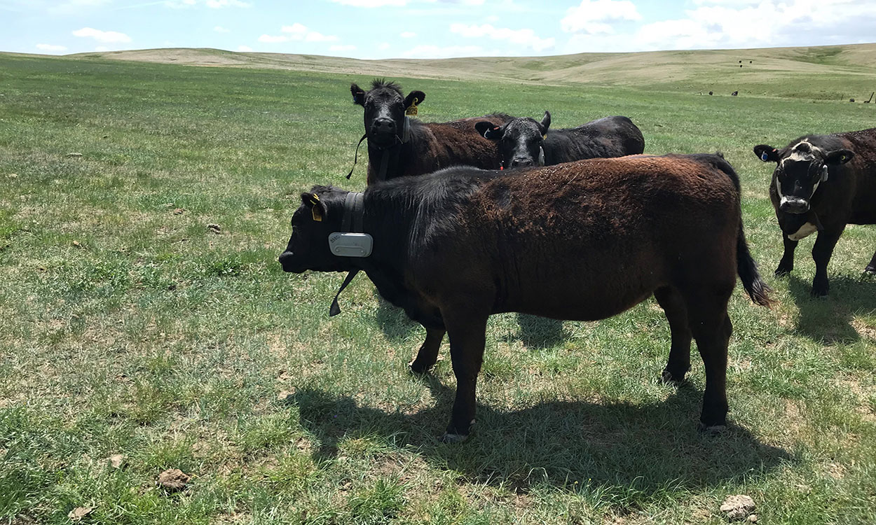 Cattle outfitted with virtual fence collars on an open rangeland.