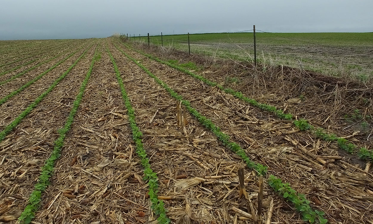 Rows of soybean growing in corn residue in a diverse, no-till crop rotation.