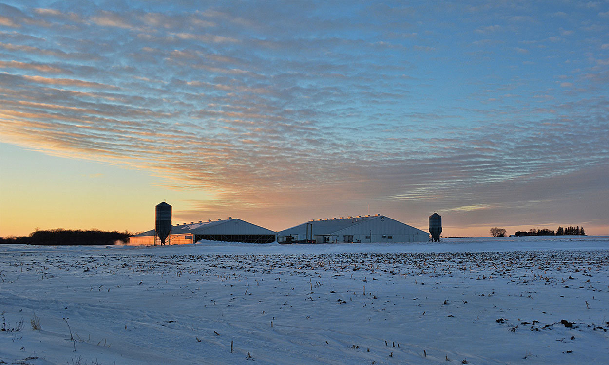 Hog barns at the edge of a snow-dusted field at sunset.