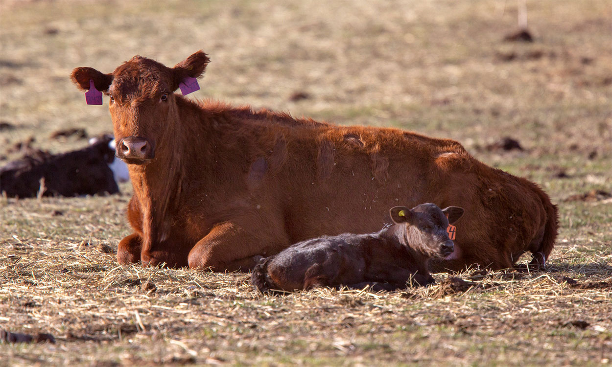 Red-to-orange cow lying with her newborn calf in a pasture.