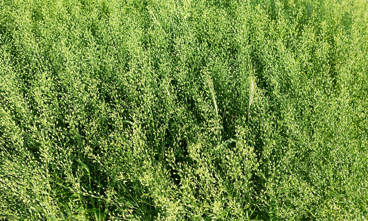 Camelina crop growing in a field.