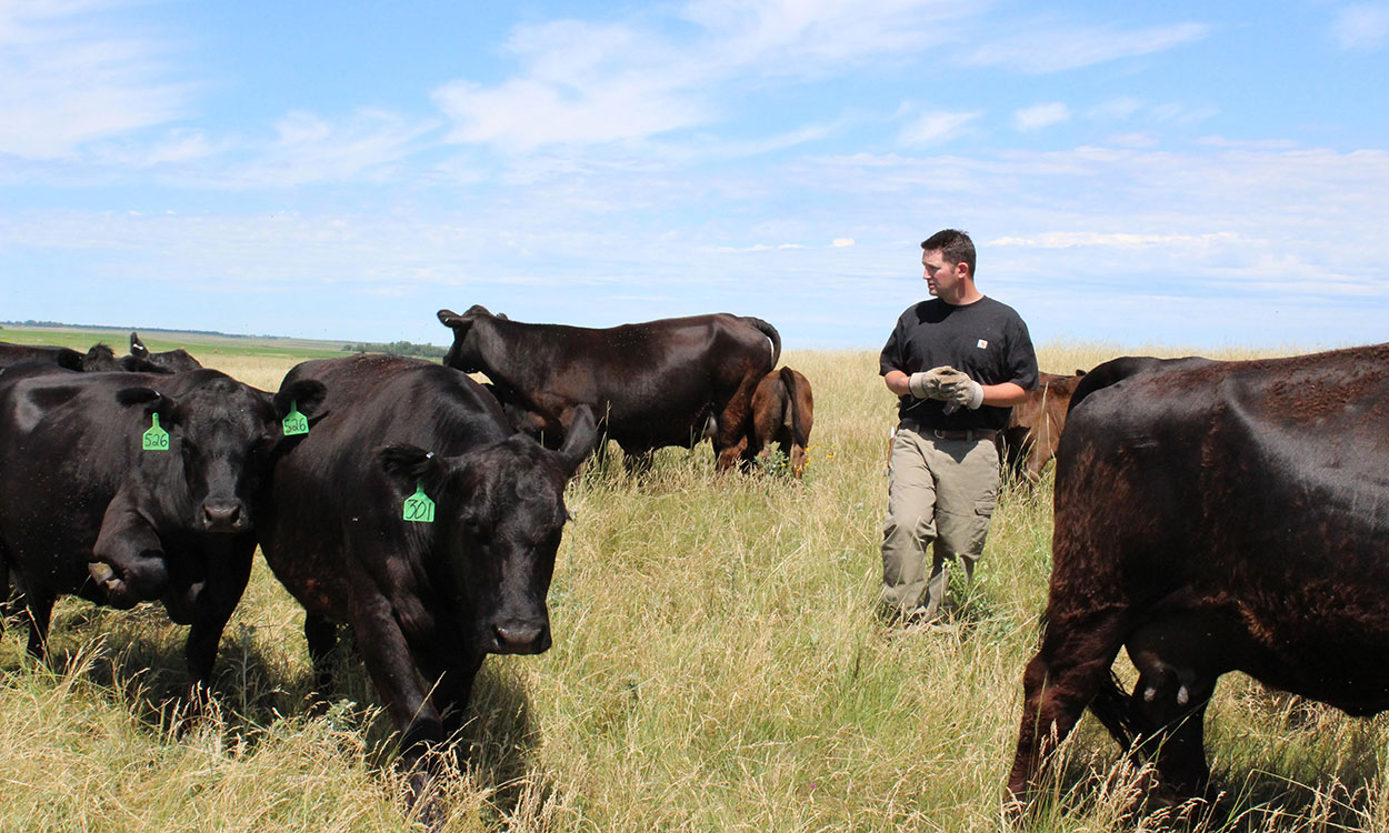 Producer moving a small group of cattle in a rotational grazing system.