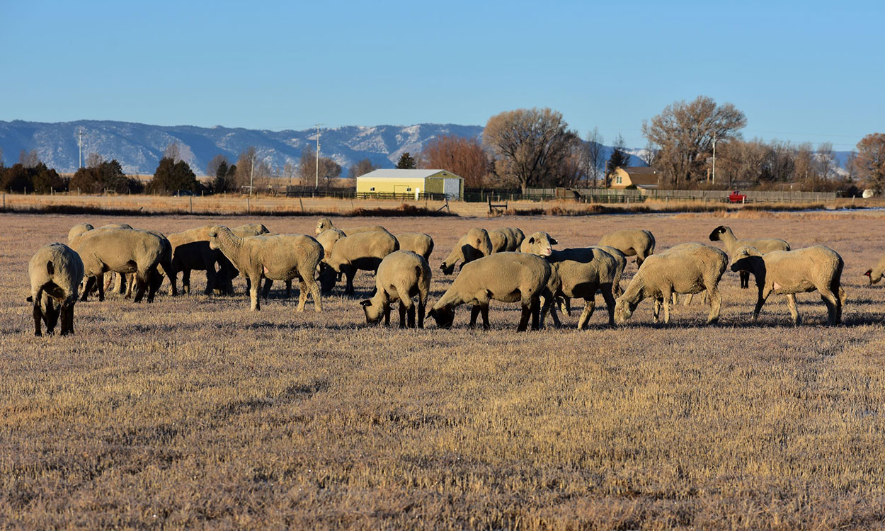 Small flock of sheep grazing in a pasture.