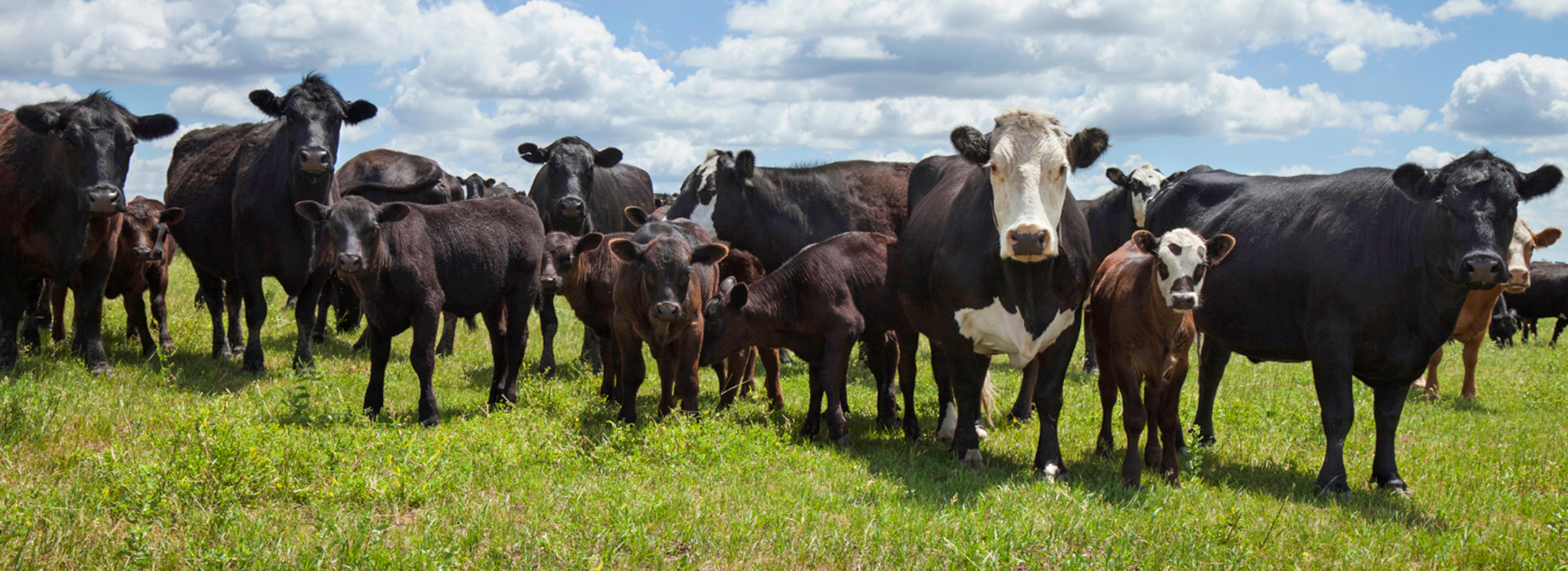 Group of cows and calves standing in a pasture