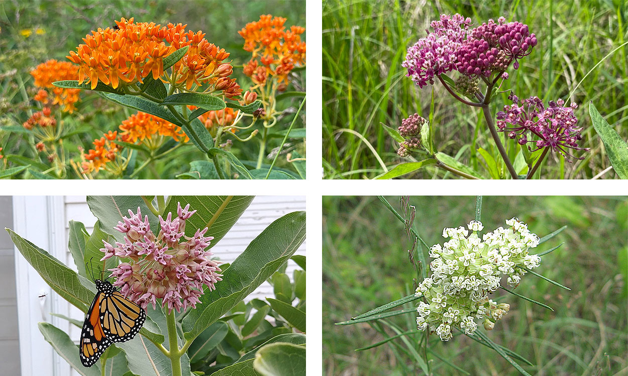 Four common, native milkweed plants: butterfly weed, swamp milkweed, common milkweed and whorled milkweed.