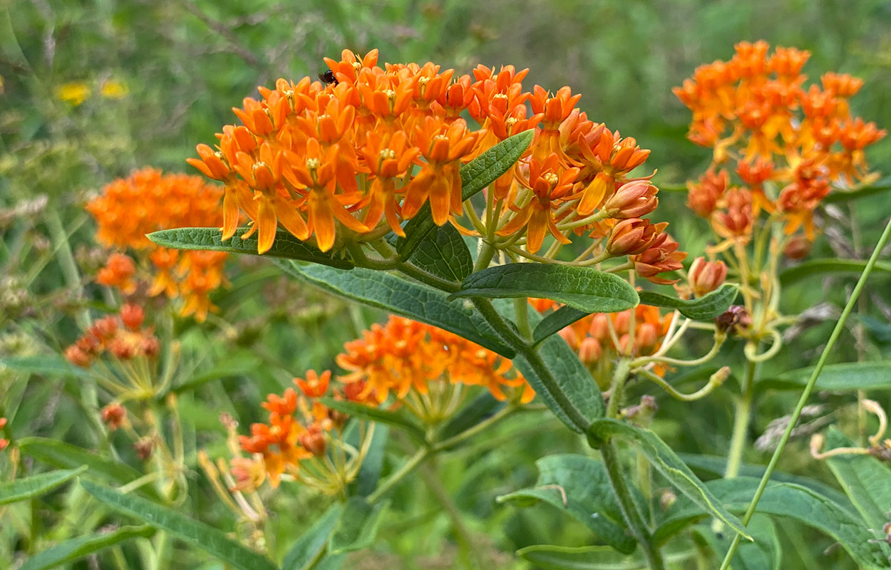 Green plant with thin, pointed leaves. The main stem is topped by a cluster of orange flowers.