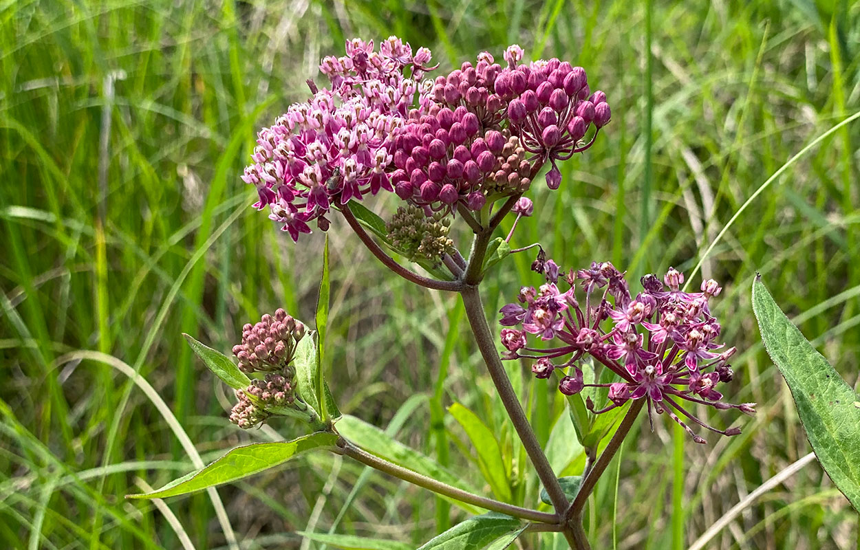 Green plant with thin, pointed leaves and a dark stem. The main stem and its offshoots are topped with pink flowers and dark pink buds.