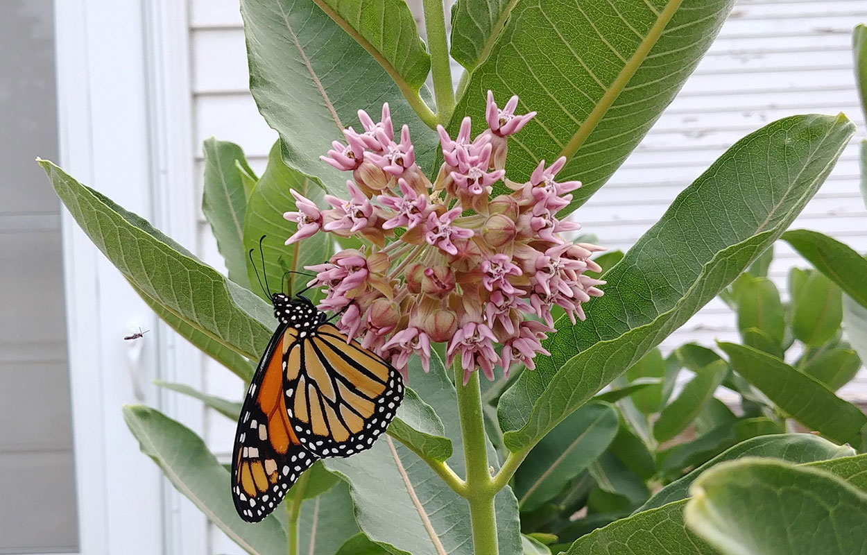 Green plant with wide, oval leaves. Pink florets are arranged in a circle at the top of the stem. An orange Monarch butterfly feeds on nectar from one of the florets.