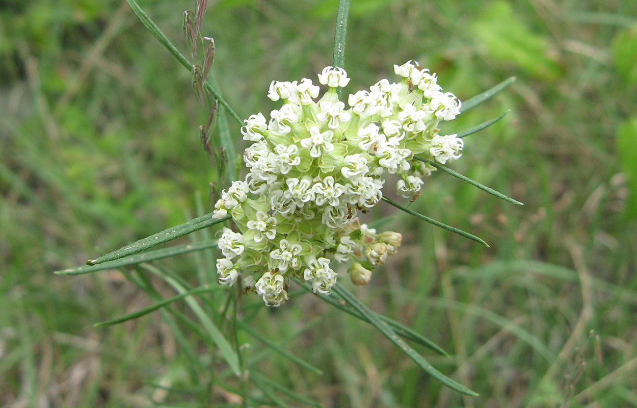 Green plant with a thin stem and very narrow, grass-like leaves. A cluster of white florets bunches out from the top of the stem.